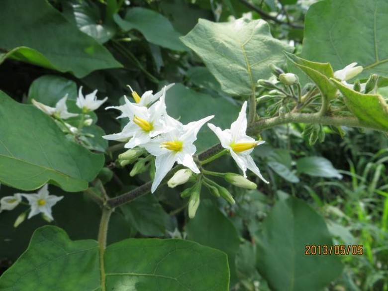 Cây Cà dại hoa trắng. Solanum torvum Swartz - Cây Thuốc Nam Quanh Ta